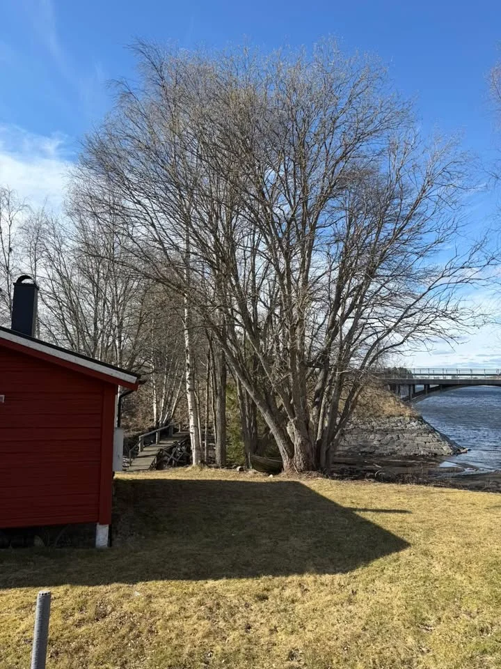 Träd nära fritidshus vid sjö i Jämtland
